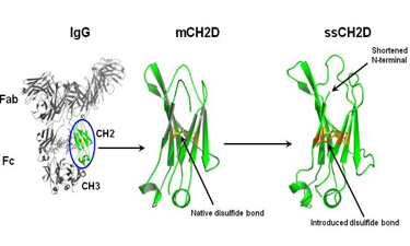 CH2 Domain Scaffold - IgG Antibodies